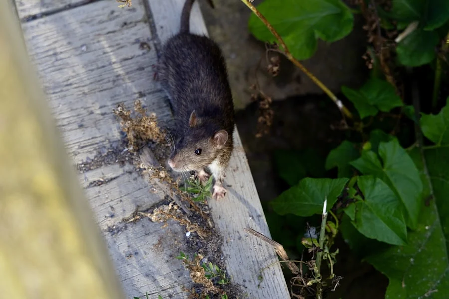 Rat — dératisation par J.T.S Alsace